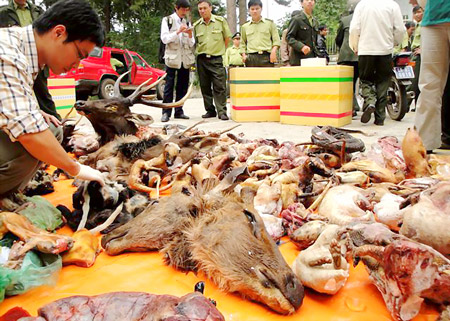 Cần[-]hành[-]động[-]mạnh[-]mẽ[-]hơn[-]khi[-]xử[-]lý[-]nạn[-]buôn[-]bán,[-]tiêu[-]thụ[-]động[-]vật[-]hoang[-]dã
